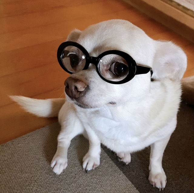 犬が眼鏡をかけている画像