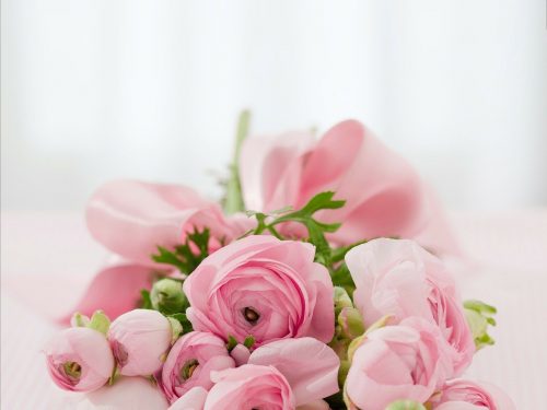 ピンクの花の画像